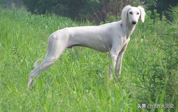 杨戬的哮天犬是中华田园犬吗,杨戬的哮天犬是什么来历