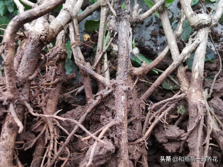 燕燕带你一步一步揭秘为什么花市买的茉莉花不换盆养不活