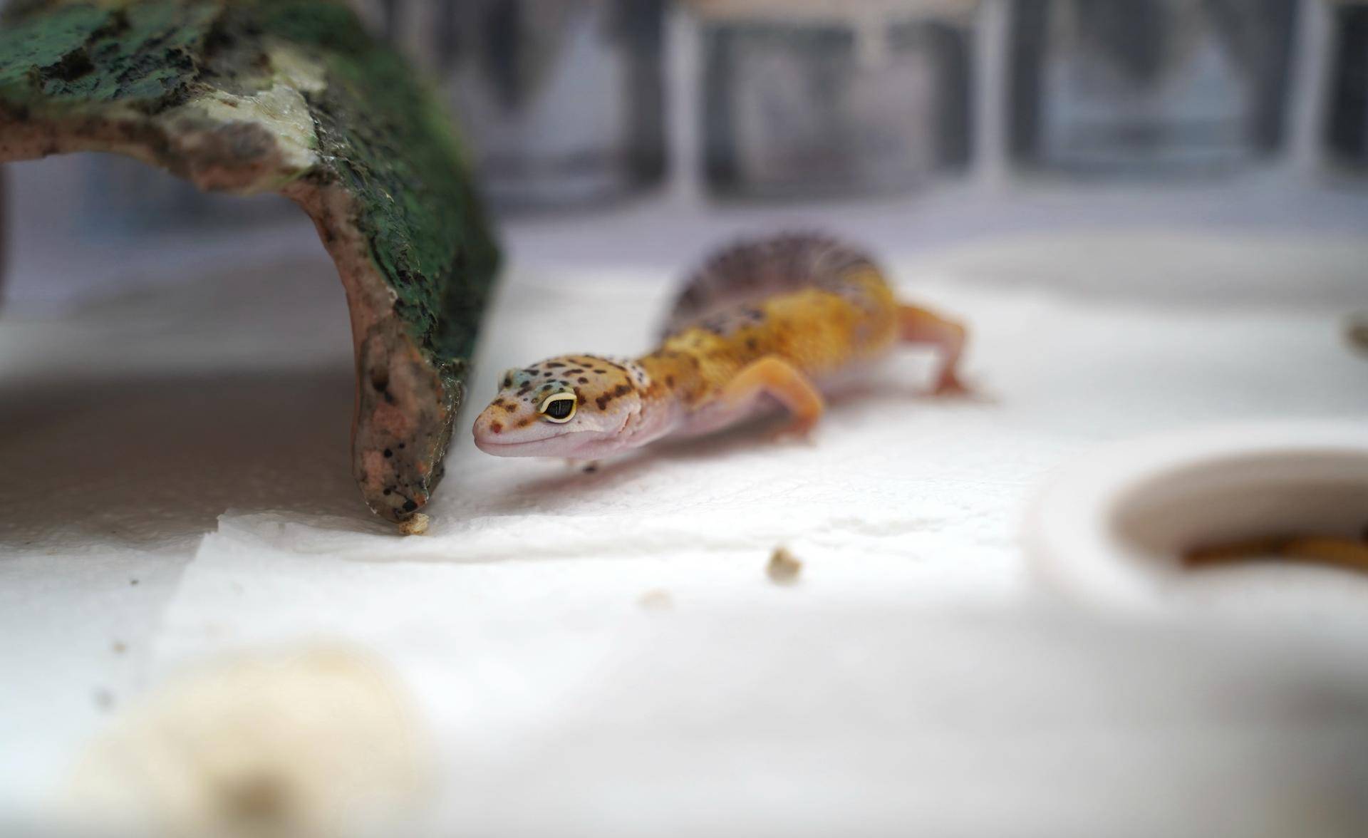 新手如何饲养一只豹纹守宫知乎,如何养好一只豹纹守宫