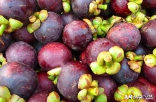 山竹油竹麻竹红叶怎么区分,山竹麻竹油竹瓜竹都是怎么区分的