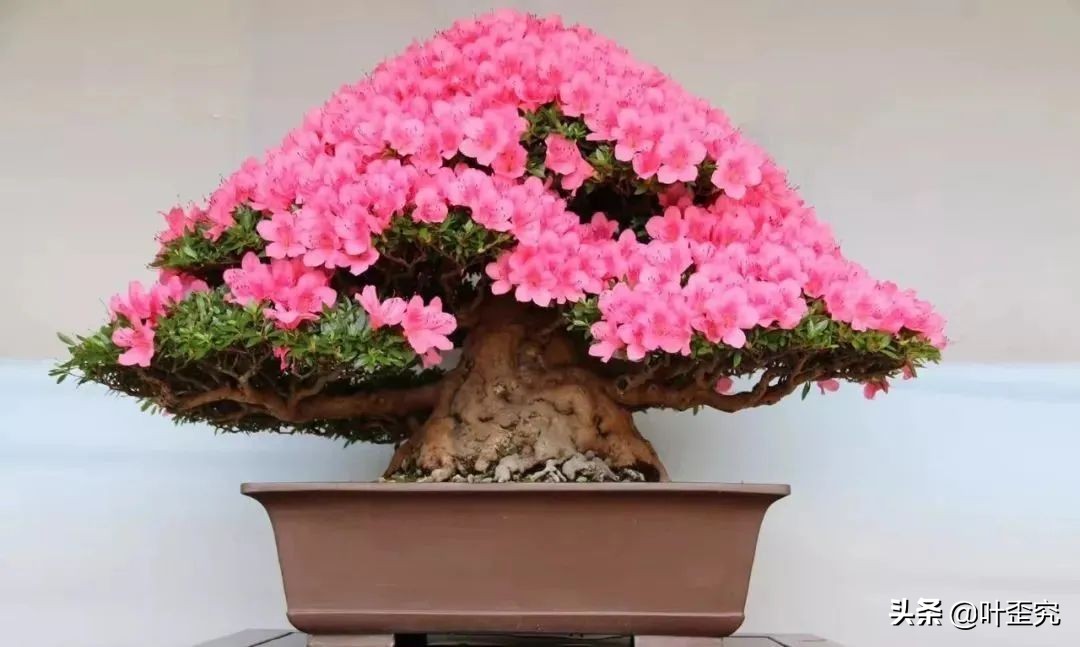 开花盆景怎么修剪,怎么让盆景多开花结果