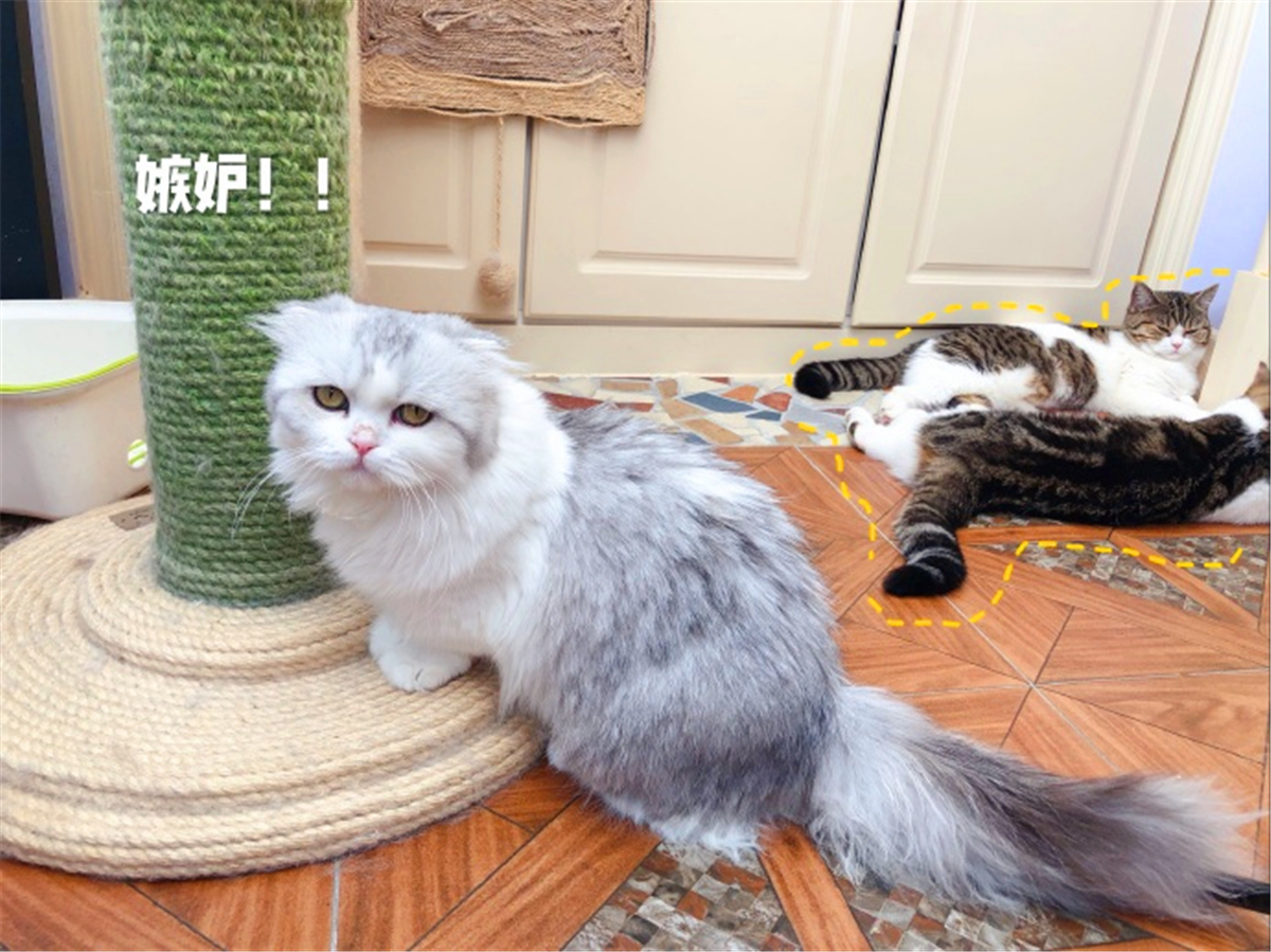 这些名贵的中华田园猫你都知道吗,田园猫哪个品种最稀少