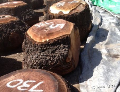 美国硬木干货价格,北美硬木排行