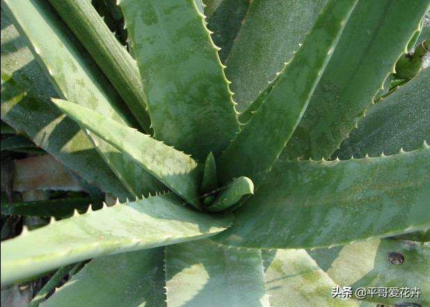芦荟叶片干瘪怎么办,芦荟的养护技巧叶片干瘪巧处理