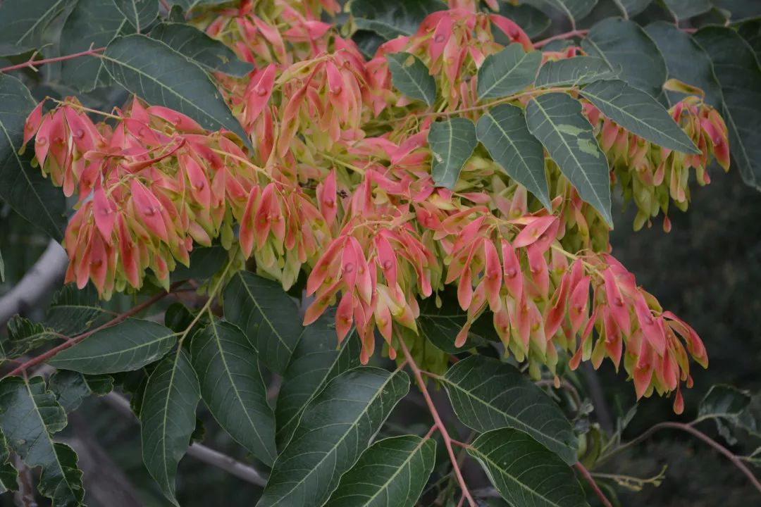 臭椿嫩芽,臭椿原产于哪里