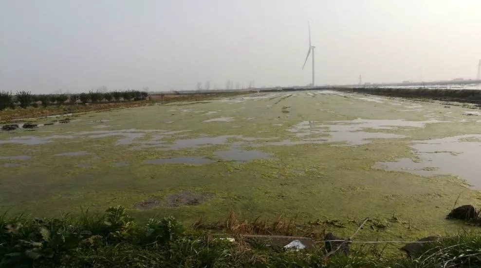 地里青苔的防治,青苔问题