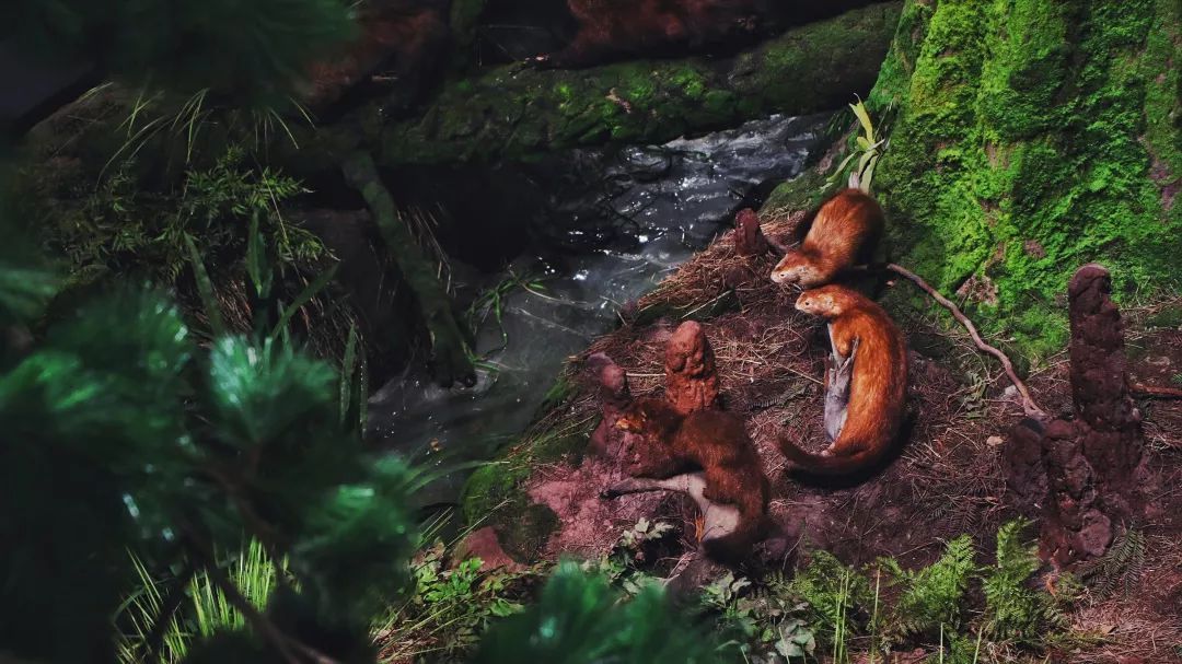 青岛贝林自然博物馆,青岛贝林博物馆门票优惠政策