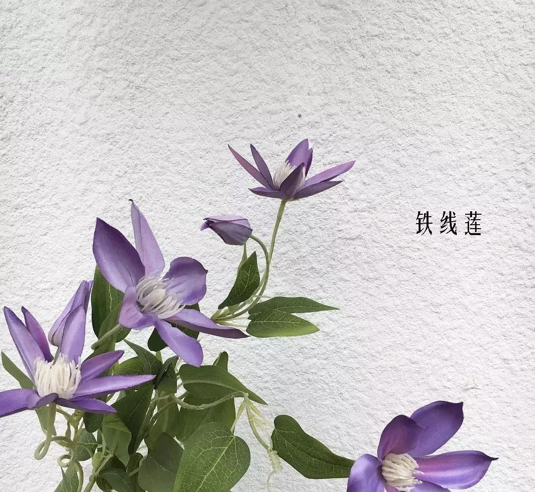 花店里同款的两种不同价格的花材,花店最容易被顾客误解的几种花材