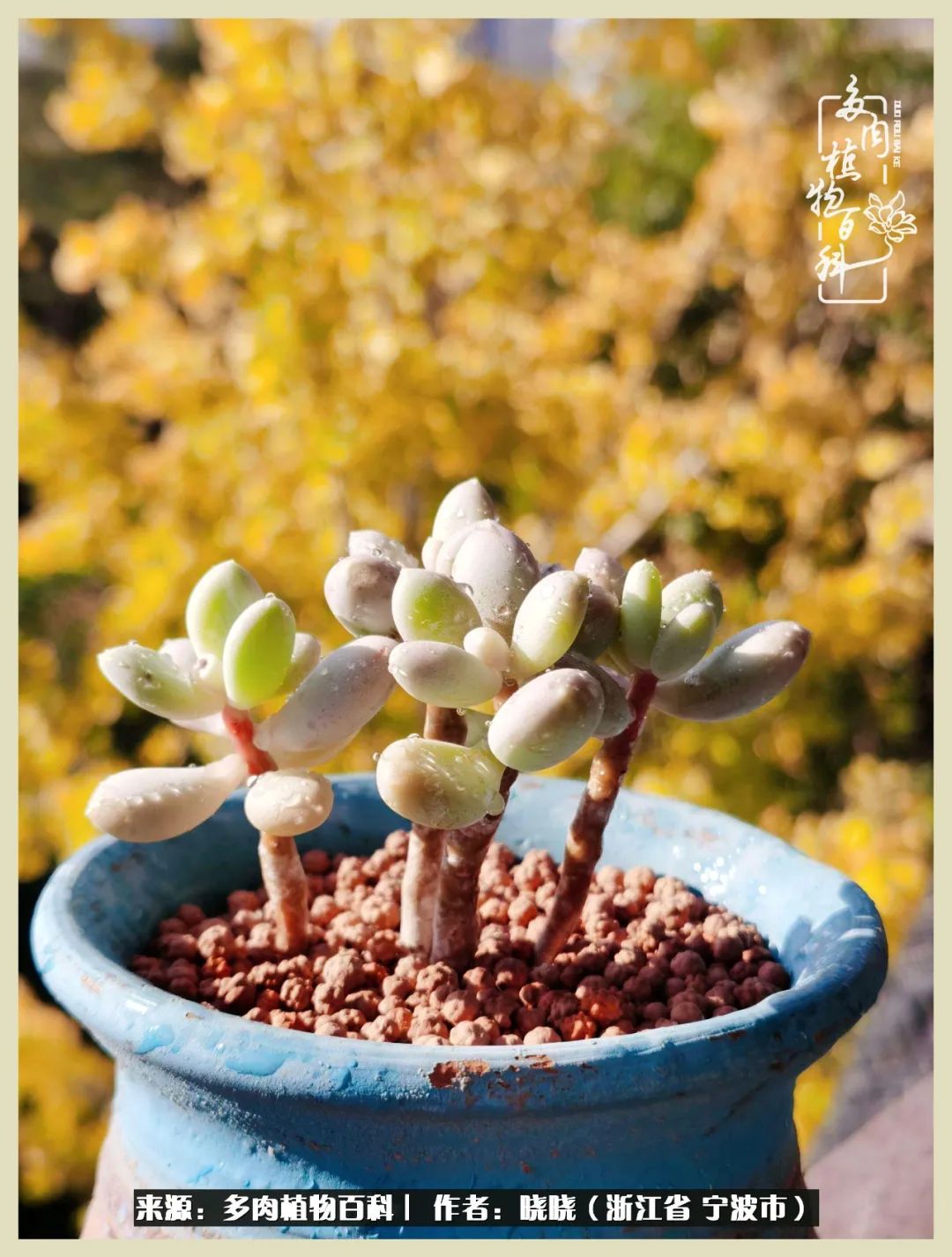对多肉的热爱深入骨髓,当激情退却希望你依然保持热爱