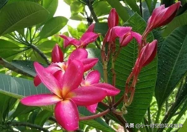 花花世界很美好下一句,花花世界很独特