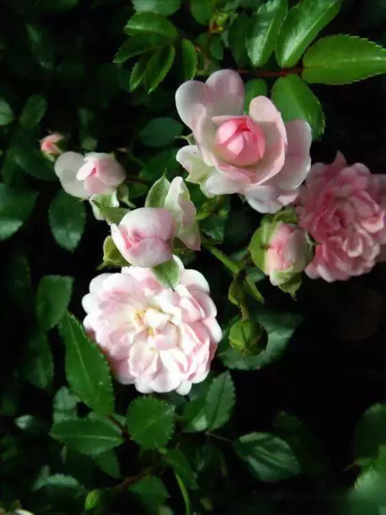 献给那些养花每次都养死的人文案,一直养死花但从未放弃养花