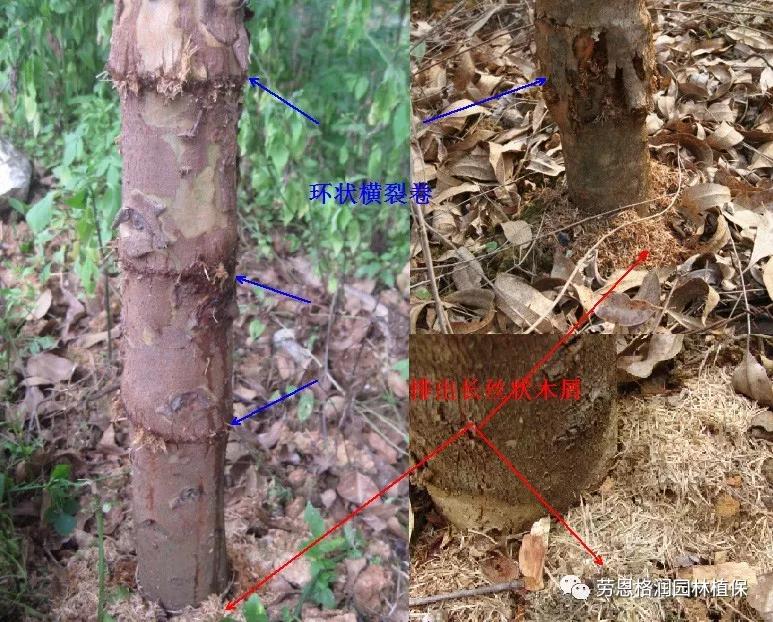 钻蛀性害虫防治最佳时期,园林常见鳞翅目害虫防治技术图片