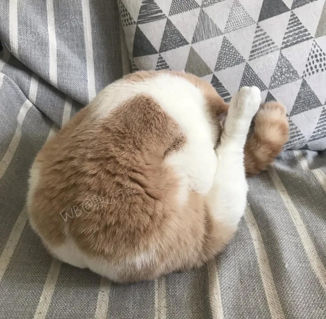 猫是只好猫,可被网友恶整后…哈哈哈没脸见人了