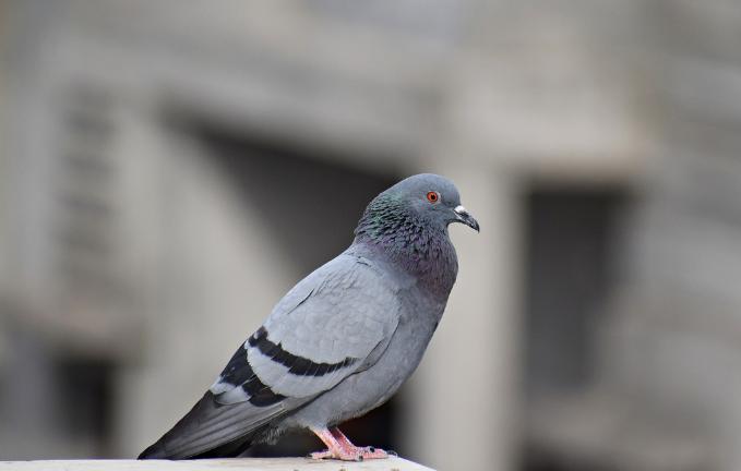 赛鸽训放消化功能减弱,赛鸽腺病毒后如何继续训放