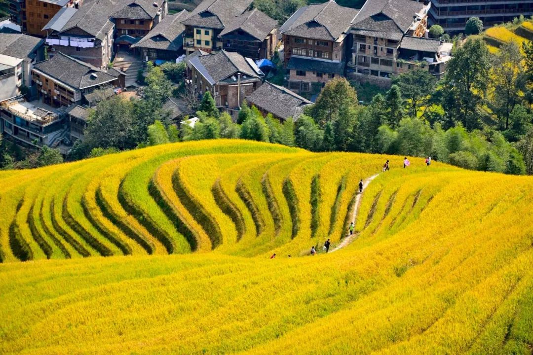 广西最好吃的米是什么米,广西十大优质米排名