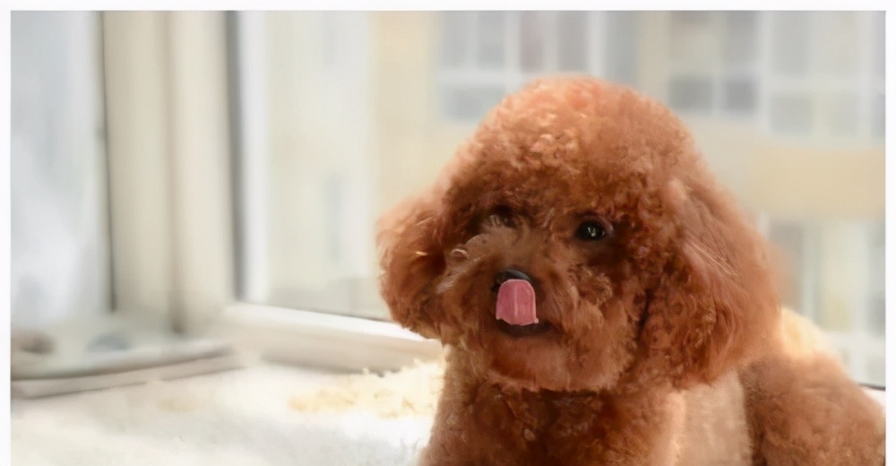 法斗中暑后没呼吸还能抢救过来吗,法斗狗狗中暑死亡了