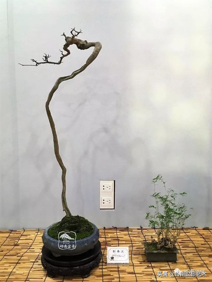 以根代杆下细上粗式盆景图片,各种老根盆景