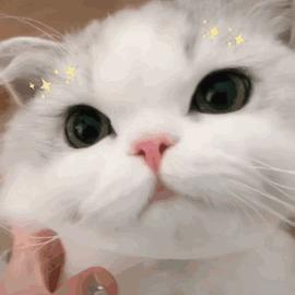 笑宠猫粮这个牌子怎么样,猫粮推荐什么牌子比较好