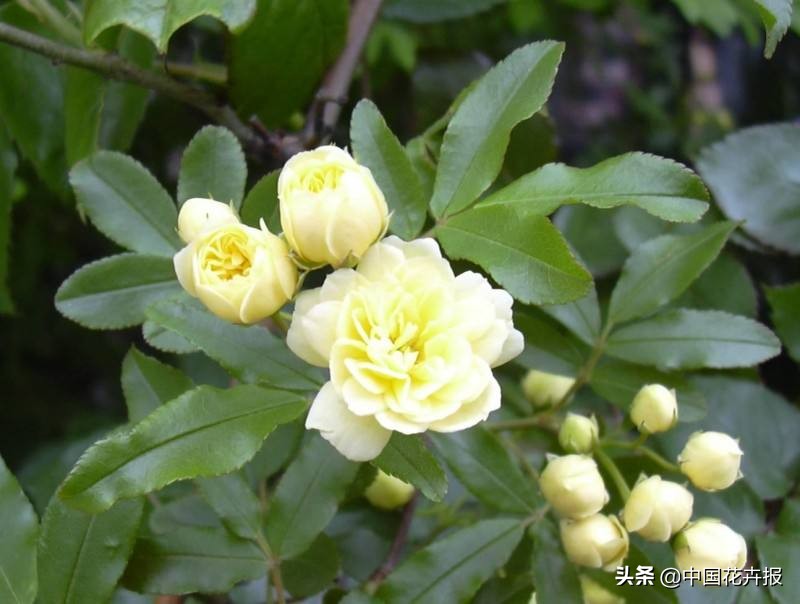 花园必备植物大全,花园常用植物科普