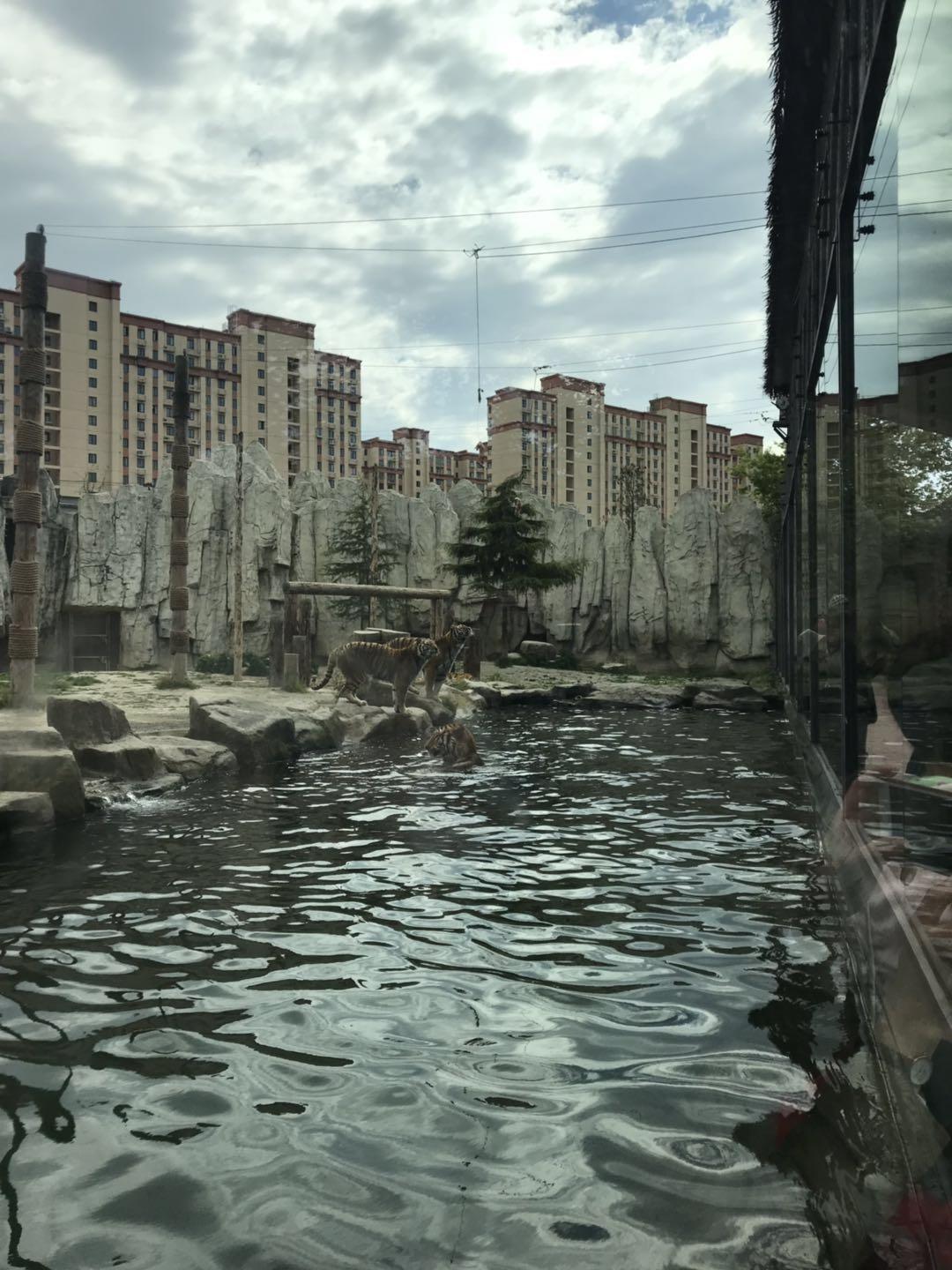 上海野生动物园太阳广场节目安排,上海野生动物园建议游玩时间