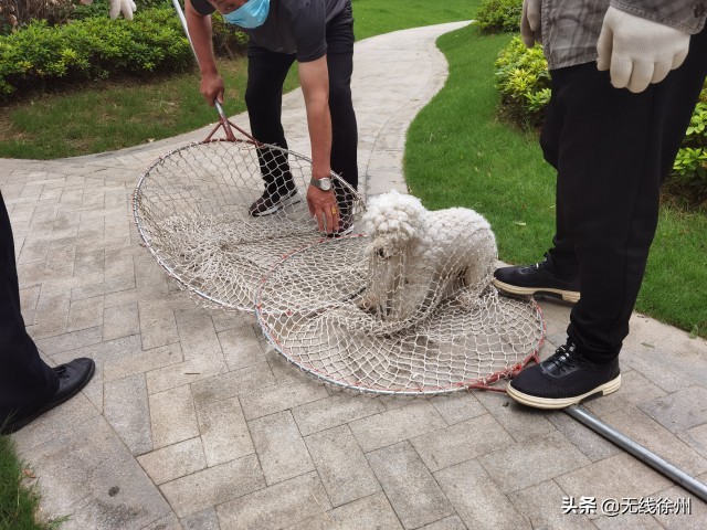 朝阳区小型犬不办狗证可以吗,有人不办狗证吗
