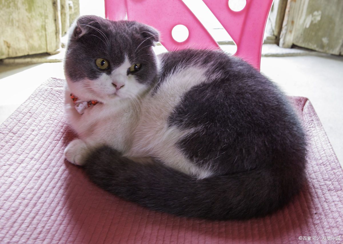 100种猫粮配方大全,10大品牌猫粮