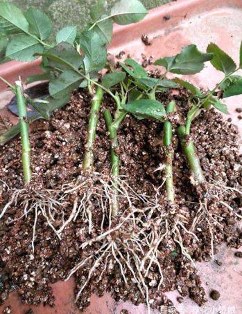 白糖水对植物生根有帮助吗,白糖水浇花的功效与作用