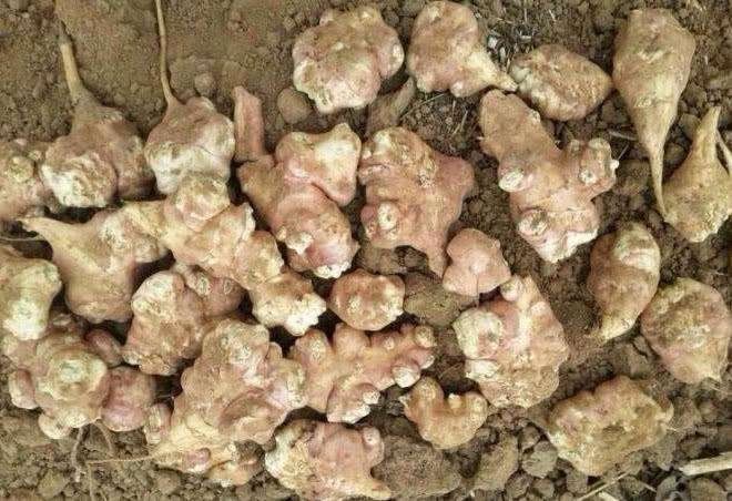 闀垮緱鍍忕敓濮滅殑鏈夋瘨妞嶇墿,鍍忕敓濮滀竴鏍风殑鏈夋瘨妞嶇墿