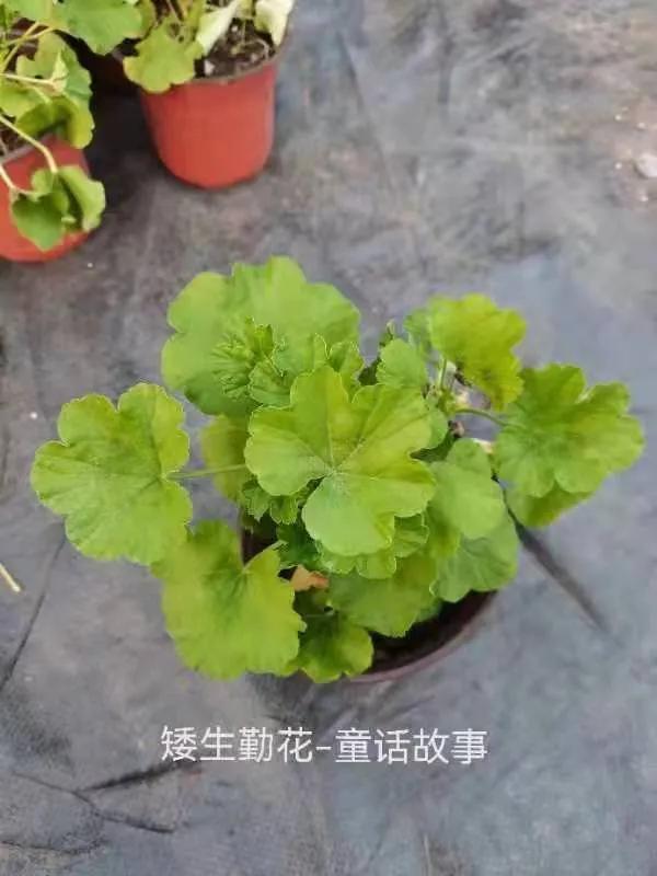 阳台天竺葵容易爆花品种,天竺葵最能开花的品种