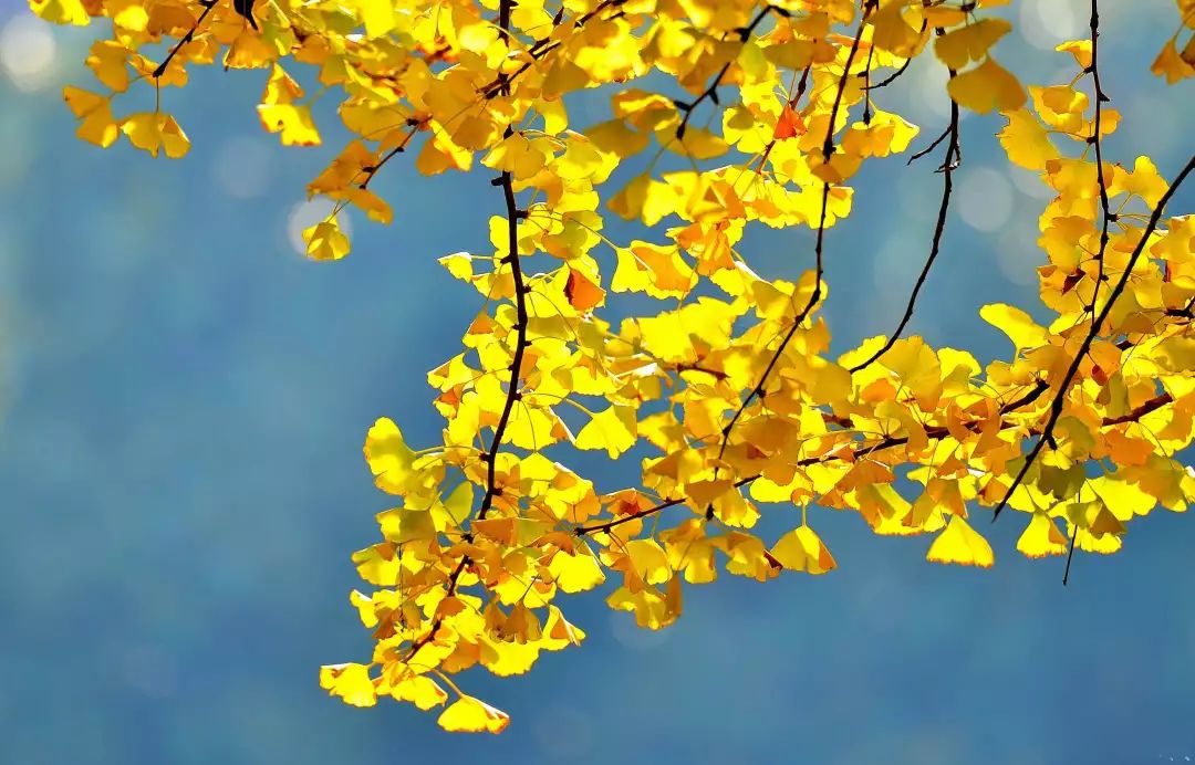 温州秋冬的银杏树确实美,温州最原生态银杏