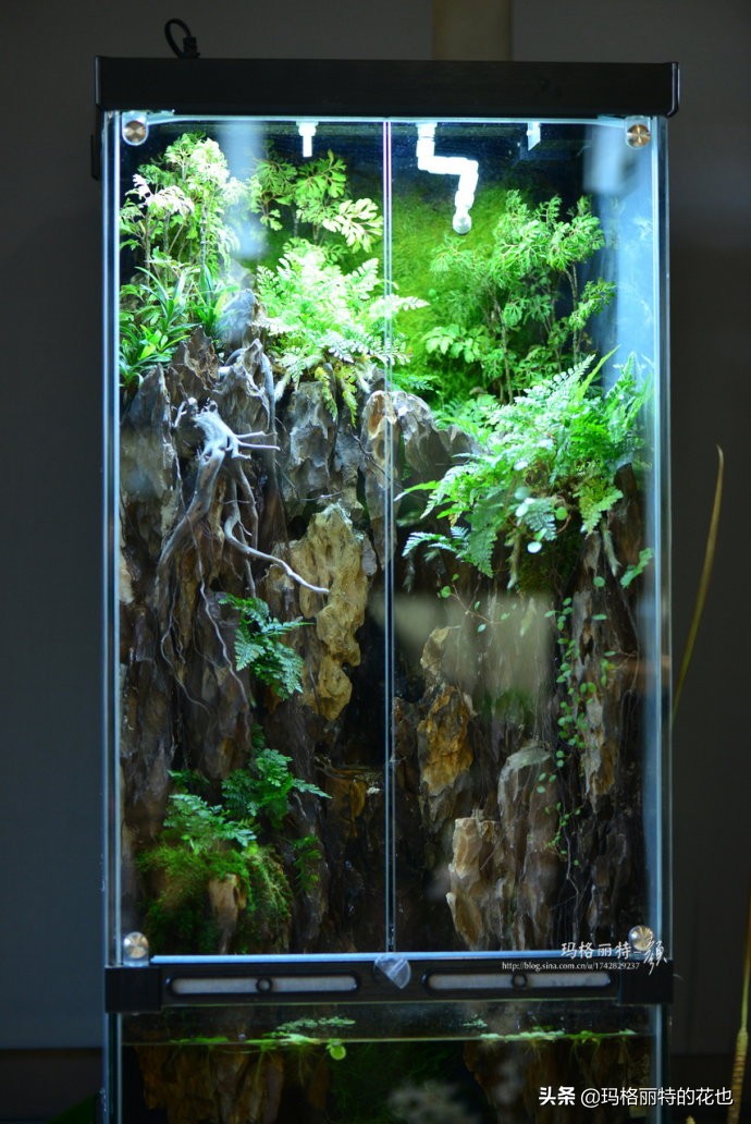 雨林缸可以养的蜥蜴,鱼缸改造封闭式雨林缸养蜥蜴