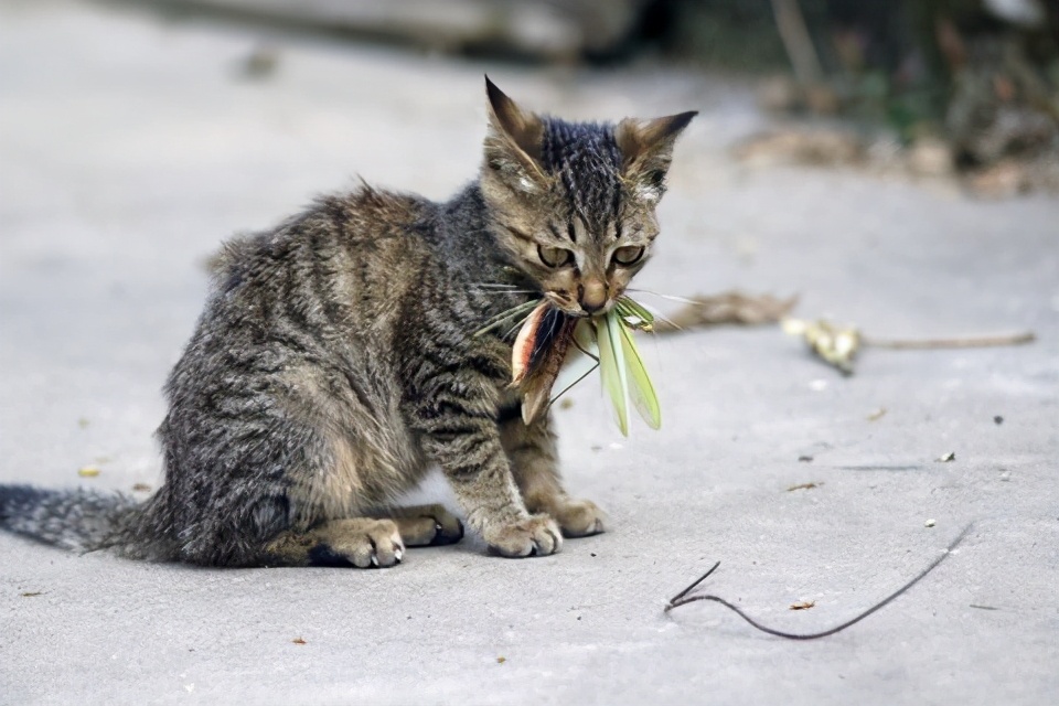 韩国铁线虫入侵电影完整版,韩国爆发铁线虫病是真的吗
