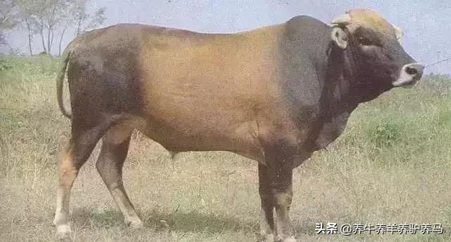适合生产雪花牛肉的中国牛品种,夏洛莱和黑白花牛杂交是啥品种