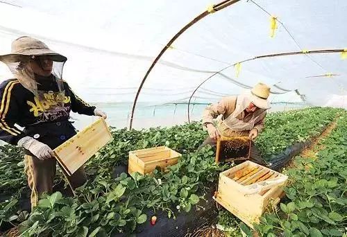 养殖什么稀奇的品种赚钱快又好养,养殖最赚钱的品种