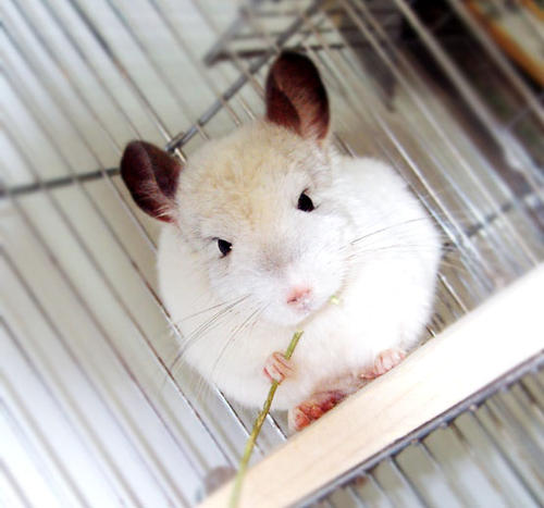 龙猫用力打会死吗,龙猫拼命