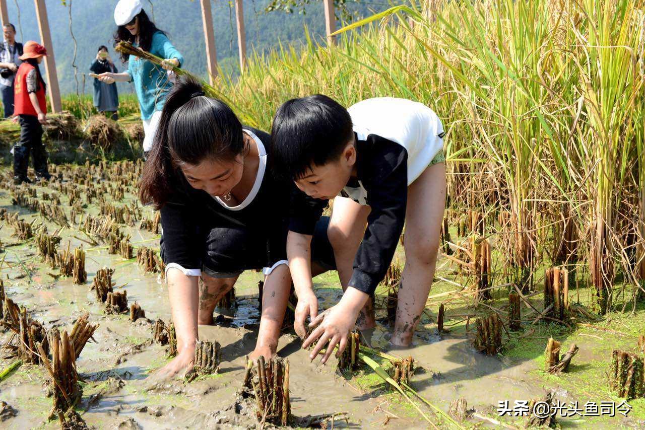 儿歌池塘里小泥鳅,池塘泥鳅儿歌