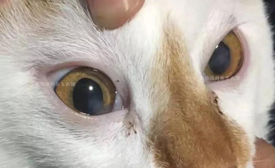 眼角膜溃烂能做角膜移植手术吗,双眼角膜溃疡