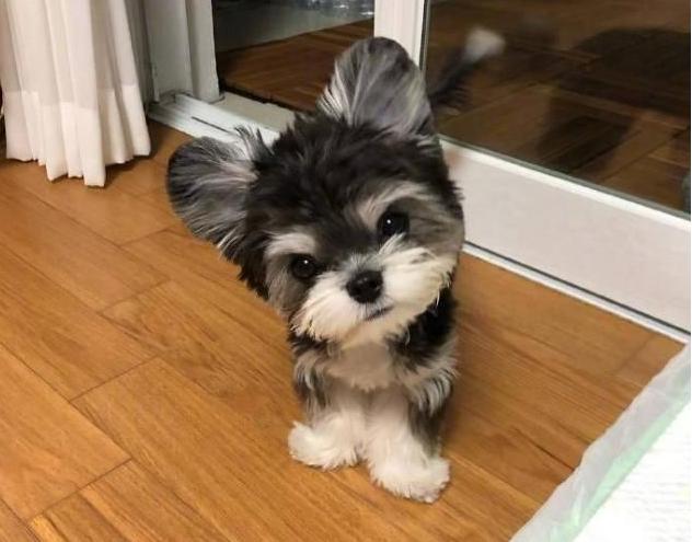 雪纳瑞犬一次吃多少狗粮,雪纳瑞成犬一顿饭吃多少