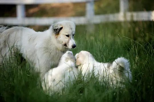 不用农药，让超1000种动植物生态平衡，这次美国人真的做到了