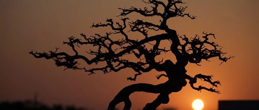 松花粉的营养有哪些成分,松花粉的营养价值