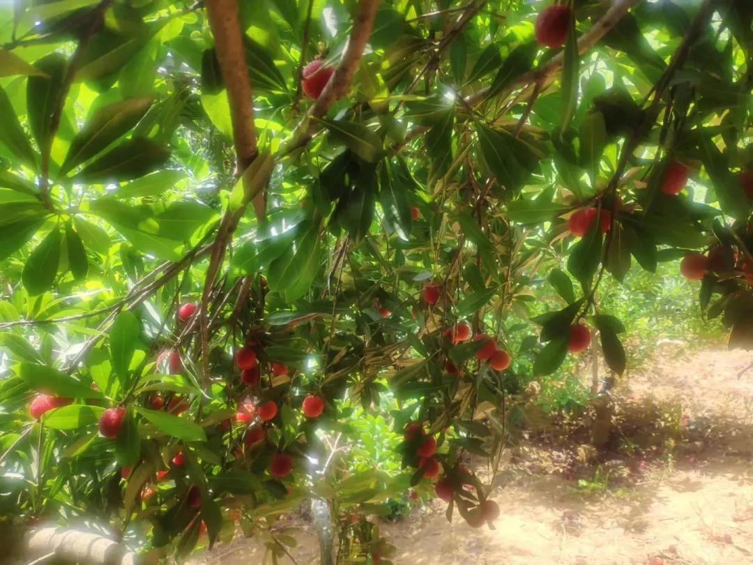 红了!红了!开采啦