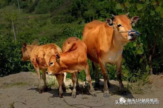 背单词词根词缀方法,词根背单词从哪里开始