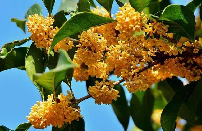 杭州街头的桂花又香了，emmm应该也挺好吃的吧