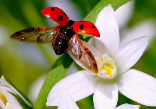 吃肉的瓢虫是农夫的好帮手，别再将它们一网杀尽啦！