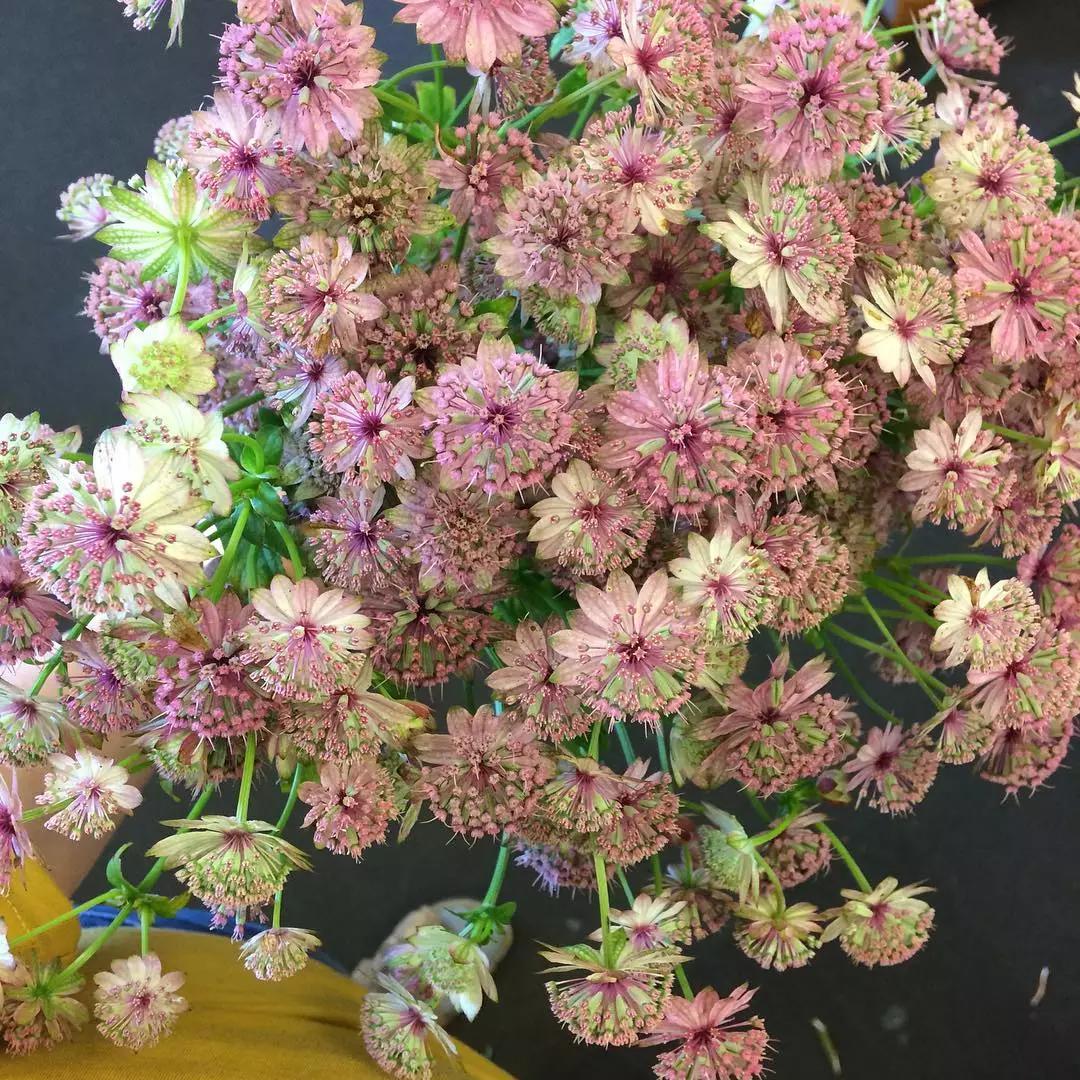 可以在室内燃放的烟花爆竹,植物烟花可以放室内吗