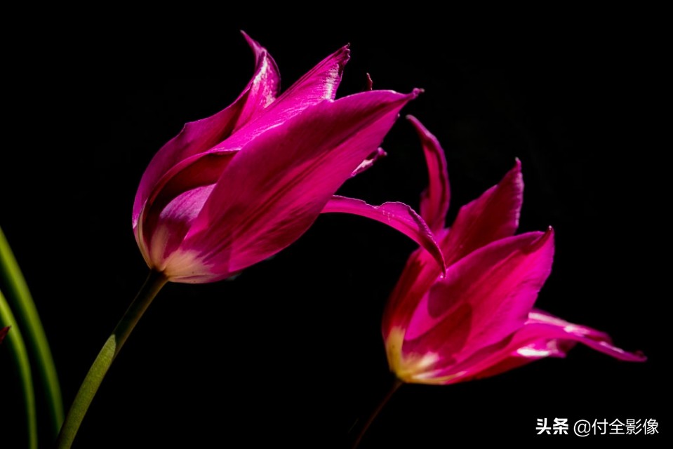 北京国际鲜花港门票优惠,北京国际鲜花港夏天