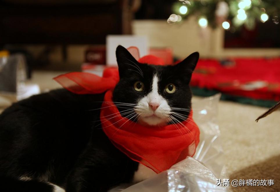 胆小的猫咪怎样撸猫,胆小的猫咪怎么社会化训练