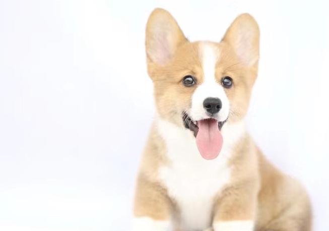 柯基吃了不长肉该喂什么狗粮,柯基不挑食狗粮怎么喂呢