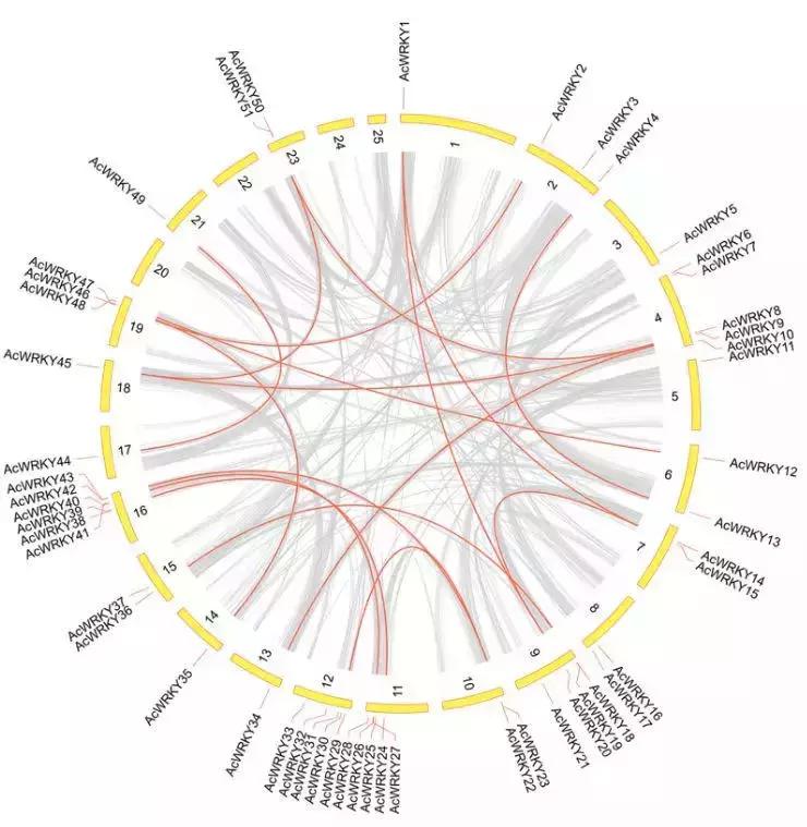 鑿犺悵madison鍩哄洜,鑿犺悵鍩哄洜