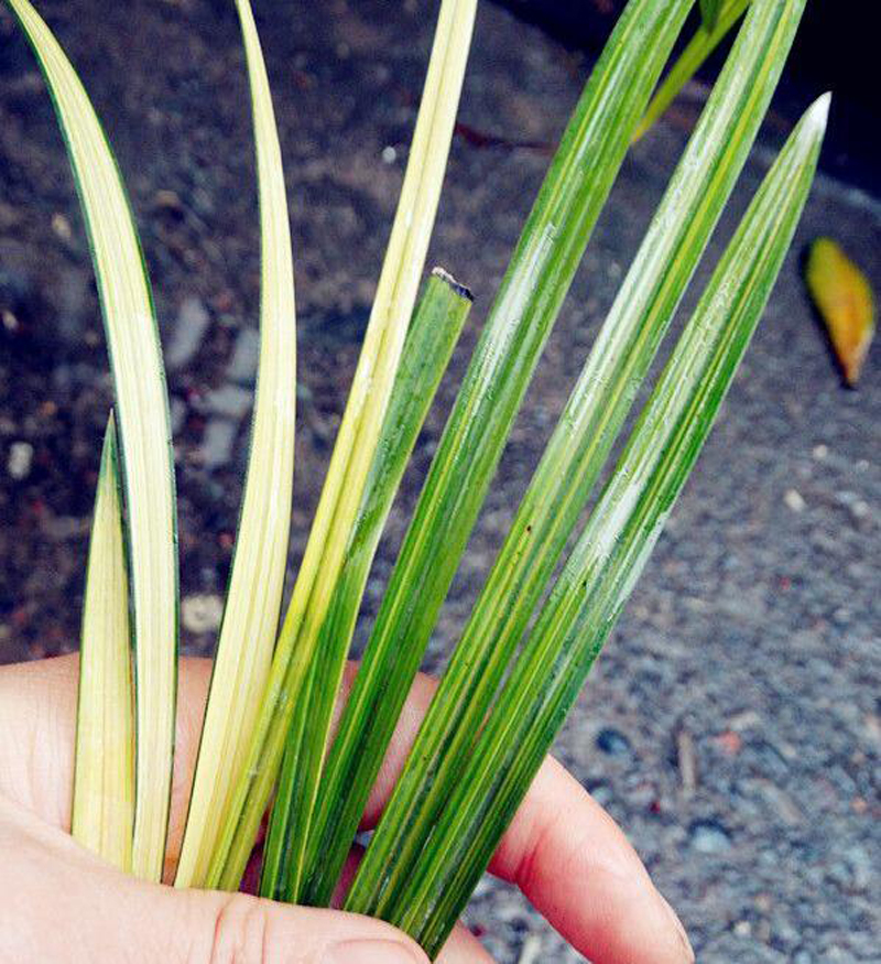 花瓶的兰花叶片发黄怎么处理,兰花叶片发黄需要施什么肥料